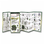 Common Trees of the Northeast & Upper Midwest