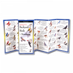 Sibley's Backyard Birds of the Northeast