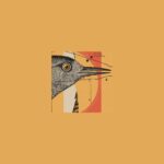 Citizen Science: NYTimes Birding Project